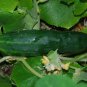 Premium Long Green Improved Cucumber Seeds 50+ Vegetable Garden NON-GMO USA