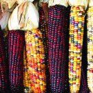 Premium Indian Ornamental Corn Seeds 30 Ct Rainbow Vegetable NON-GMO USA