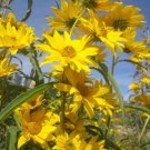 Exclusive Maximilian Sunflower Seeds 50+ Helianthus Maximiliani Flower USA Perennial
