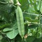Limited Edition Early Frosty Pea Seeds 25 Ct Green Pod Vegetable Garden HEIRLOOM NON-GMO USA