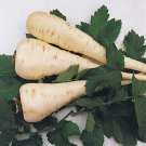 Premium Parsnip Harris Early Model Seeds 200+ Vegetable NON-GMO USA SELLER