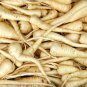 Premium Parsnip Harris Early Model Seeds 200+ Vegetable NON-GMO USA SELLER
