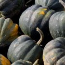 Premium Squash Acorn Table Queen Seeds 30 Ct Winter Vegetable NON-GMO USA