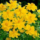 Exclusive Cosmos Seeds Tall Yellow Sulphur 100 Ct Flower Garden ANNUAL USA