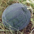 Premium Florida Giant Watermelon Seeds 15 Ct Fruit Melon Heirloom NON-GMO