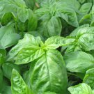 New Arrival Basil Seeds 500+ Italian Large Leaf Herb NON-GMO HEIRLOOM USA
