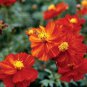 Limited Edition Cosmos Dwarf Red Sulphur Seeds 100 Ct Flower Cosmos SULPHUREUS USA ANNUAL Bees