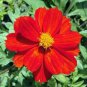 Limited Edition Cosmos Dwarf Red Sulphur Seeds 100 Ct Flower Cosmos SULPHUREUS USA ANNUAL Bees