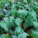 New Arrival Red Russian Kale Seeds 500+ Vegetable Garden Heirloom NON-GMO USA