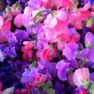 New Arrival Sweet Pea Royal Mix 25 Ct Flower Annual Aroma USA MIXED COLORS