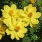 Premium Cosmos Dwarf Lemon Sulphur Seeds 100 Ct YELLOW Flower Garden ANNUAL USA