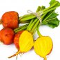 Top-Quality Beet Seeds Golden Detroit 50 Ct Heirloom Garden NON-GMO USA SELLER