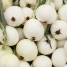 Exclusive Onion White Spanish Seeds 250+ Sweet Mild Vegetable Garden NON-GMO