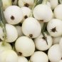 Exclusive Onion White Spanish Seeds 250+ Sweet Mild Vegetable Garden NON-GMO
