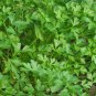 Premium Dark Green Italian Parsley Seeds 500+ Flat Leaf Herb NON-GMO USA