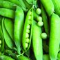 Limited Edition Lincoln Pea Seeds 25 Ct Bush Pea Pod Vegetable Garden NON-GMO HEIRLOOM