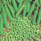 New Arrival Green Arrow Pea Seeds 25 Ct Pod Peas Vegetable Garden HEIRLOOM NON-GMO