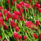Top-Quality Crimson Clover Seeds 200+ Red Flower Trifolium Incarnatum USA ANNUAL