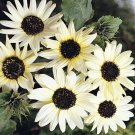 New Arrival Italian White Sunflower Seeds 50+ Helianthus Debilis Flower USA Annual