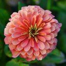 Best-Selling Coral Zinnia Seeds 100+ Elegans Cut Flower USA BUTTERFLIES BEES
