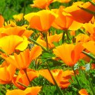 Exclusive 500+ Orange California Poppy Seeds Flower Garden Eschscholzia USA