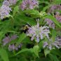 Best-Selling Bee Balm Seeds 300+ Wild Bergamot Monarda HERB NATIVE WILDFLOWER