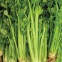 Exclusive Celery Tall Utah Seeds 2000+ Vegetable Garden NON-GMO USA SELLER