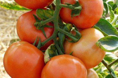 Top-Quality Marglobe Supreme Tomato Seeds 100 Ct Vegetable HEIRLOOM NON-GMO