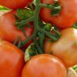 Top-Quality Marglobe Supreme Tomato Seeds 100 Ct Vegetable HEIRLOOM NON-GMO
