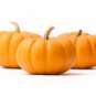 Limited Edition Jack Be Little Pumpkin Seeds 15+ Miniature Mini Tiny NON-GMO USA
