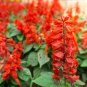 New Arrival Scarlet Sage Seeds 100+ Salvia Coccinea Herb NON-GMO PERENNIAL