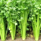 Premium Chinese Celery Seeds 1000+ Apium Graveolens Vegetable Garden NON-GMO US