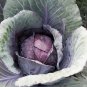 New Arrival Red Acre Cabbage Seeds 500+ Vegetable Garden NON-GMO USA SELLER