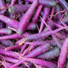 Premium Cosmic Purple Carrot Seeds 300+ Vegetable Garden NON-GMO