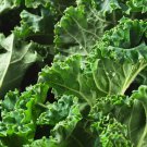 Exclusive Kale 500+ Seeds Dwarf Siberian Vegetable Garden NON-GMO USA SELLER
