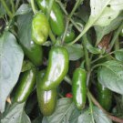 Exclusive Jalapeno Early Hot Pepper Seeds 50+ Vegetable NON-GMO HEIRLOOM USA