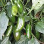 Exclusive Jalapeno Early Hot Pepper Seeds 50+ Vegetable NON-GMO HEIRLOOM USA