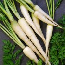Premium Lunar White Carrot Seeds 400+ Vegetable Garden NON-GMO USA SELLER