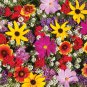 Premium Monarch Butterfly Wildflower Mix Seeds 100+ COLORFUL WILDFLOWERS MILKWEED