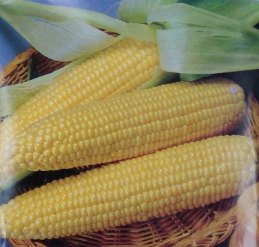 New Arrival Iochief Yellow Corn Seeds 25 Sweet Vegetable Garden NON-GMO Heirloom USA