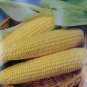 New Arrival Iochief Yellow Corn Seeds 25 Sweet Vegetable Garden NON-GMO Heirloom USA