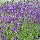 Limited Edition English Lavender Seeds 100+ Herb Fragrant Scent Heirloom USA SELLER