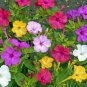 Exclusive Four O' Clock Seeds 50 Ct Marvel Of Peru Formula Mix Flower USA MIXED COLORS