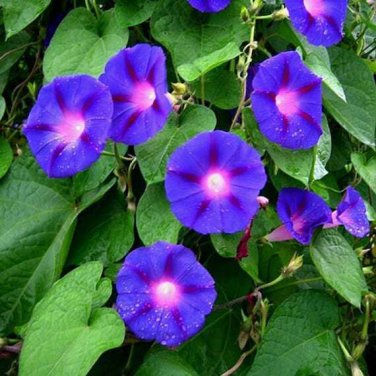New Arrival Blue Star Morning Glory Seeds 30+ ipomea Tricolor Flower USA ANNUAL