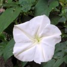 Exclusive Moonflower Seeds 25 Ct White Morning Glory Flower Vine Night Blooming