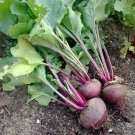 Limited Edition Detroit Dark Red Beet Seeds 200 Ct Vegetable Garden NON-GMO USA