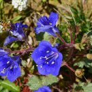 Top-Quality California Bluebell Campanula Seeds 1000+ Flower USA SELLER ANNUAL
