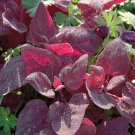 Top-Quality Red Fire Orach Seeds 100+ French Mountain Spinach Vegetable NON-GMO USA