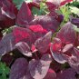 Top-Quality Red Fire Orach Seeds 100+ French Mountain Spinach Vegetable NON-GMO USA
