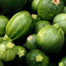 Limited Edition Squash Zucchini Round Seeds 20 Ct Summer Vegetable NON-GMO USA